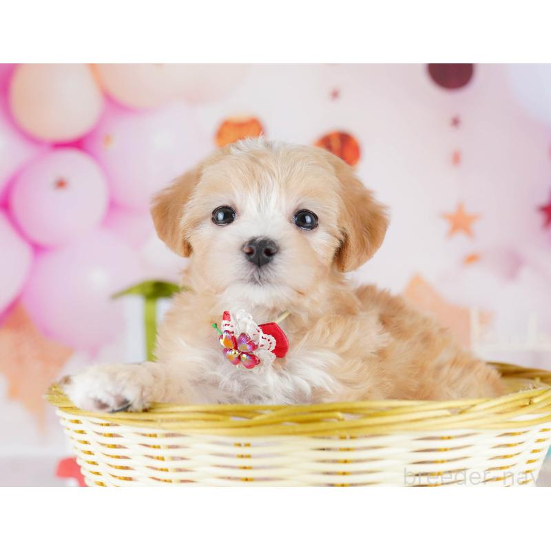 販売中の東京都のマルプー:マルチーズ×トイプードル-441416の4枚目