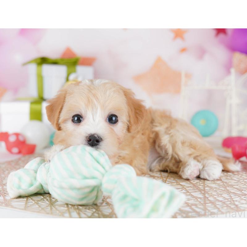 販売中の東京都のマルプー:マルチーズ×トイプードル-441416の3枚目