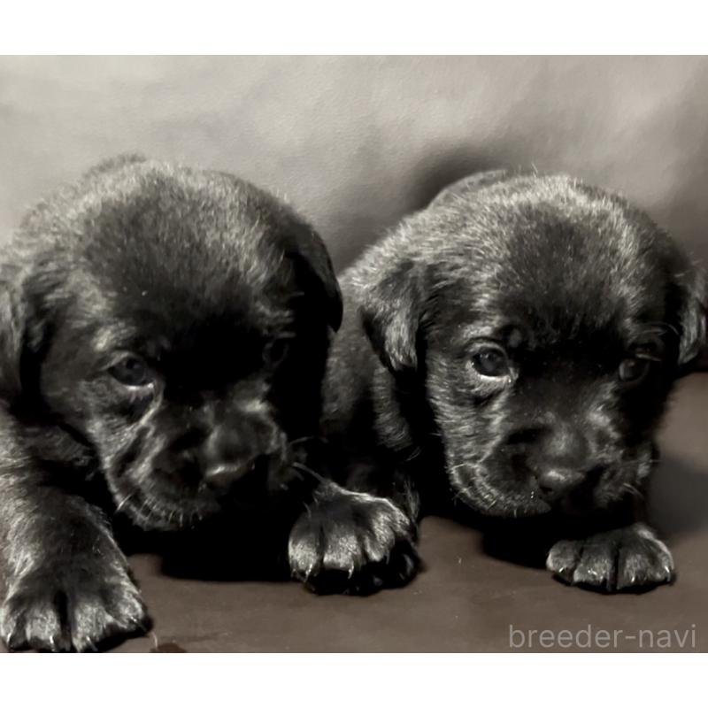 販売中の奈良県のラブラドールレトリーバー-441417の3枚目