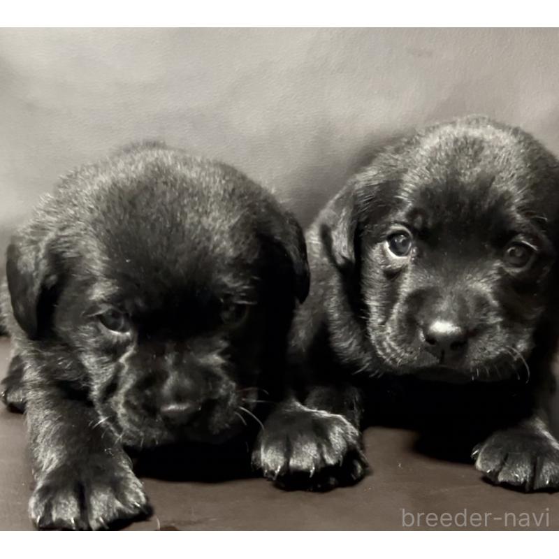 販売中の奈良県のラブラドールレトリーバー-441417の2枚目