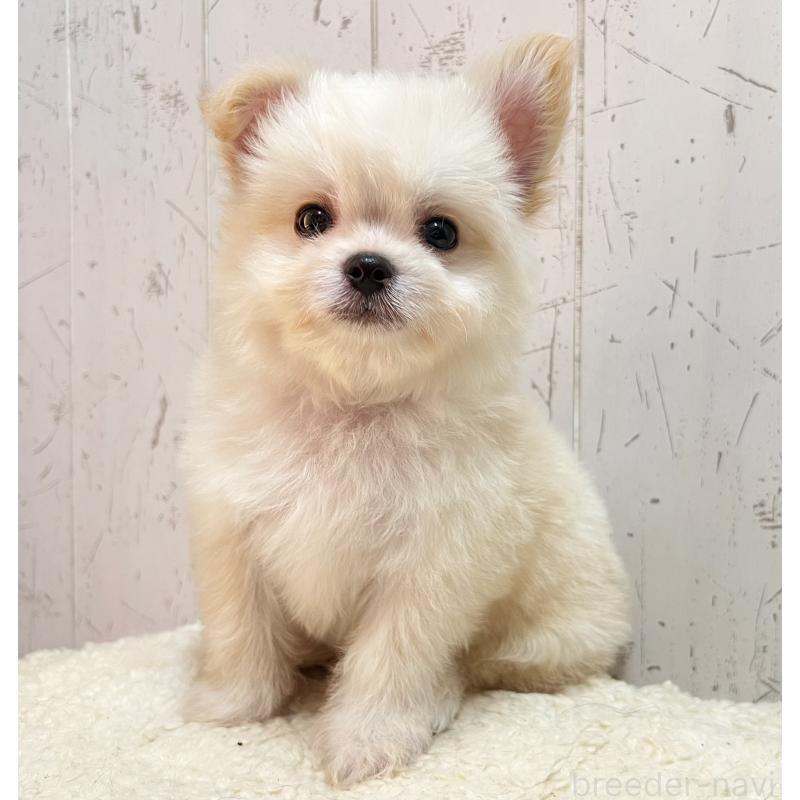 販売中の千葉県のミックス犬-441418の1枚目