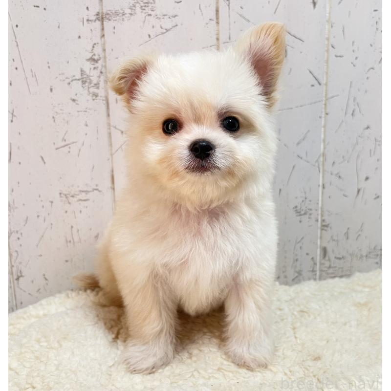 販売中の千葉県のミックス犬-441418の5枚目