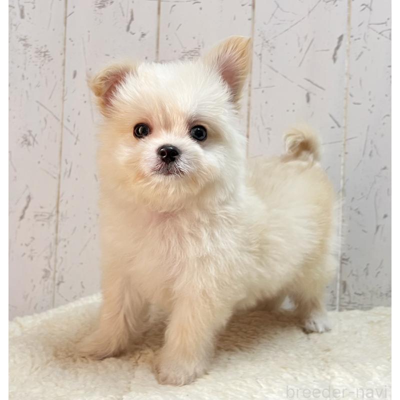 販売中の千葉県のミックス犬-441418の3枚目