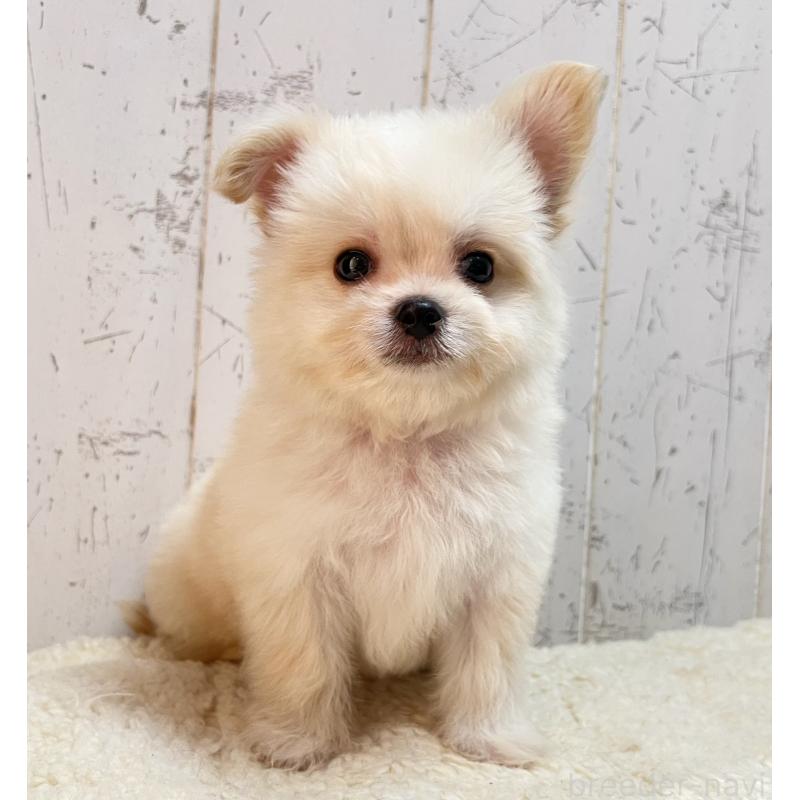 販売中の千葉県のミックス犬-441418の2枚目