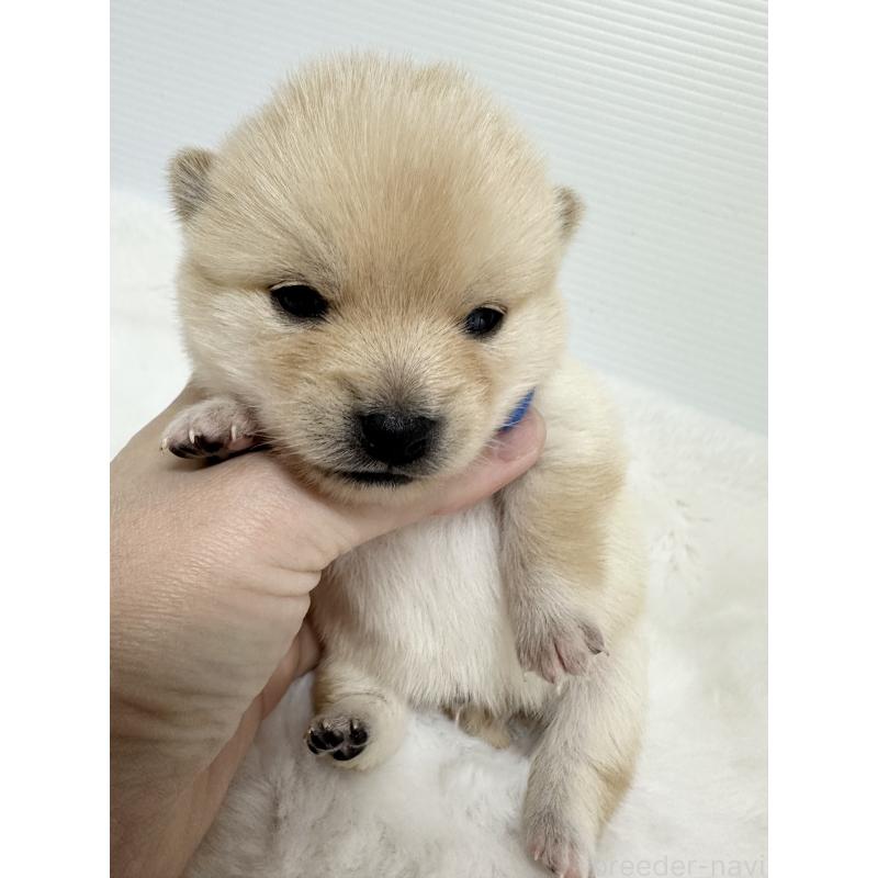 販売中の福岡県のミックス犬-439267の16枚目