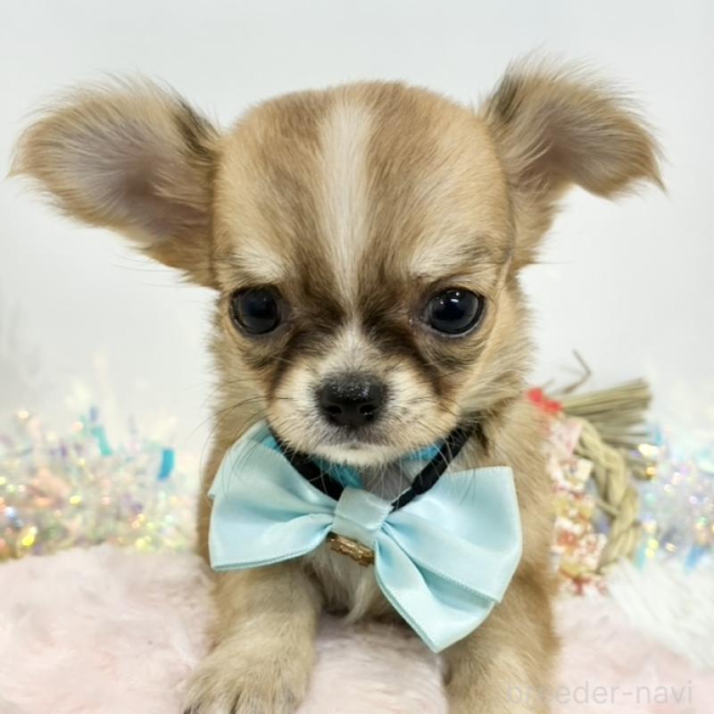 販売中の岐阜県のチワワ(ロングコート)-441419の1枚目