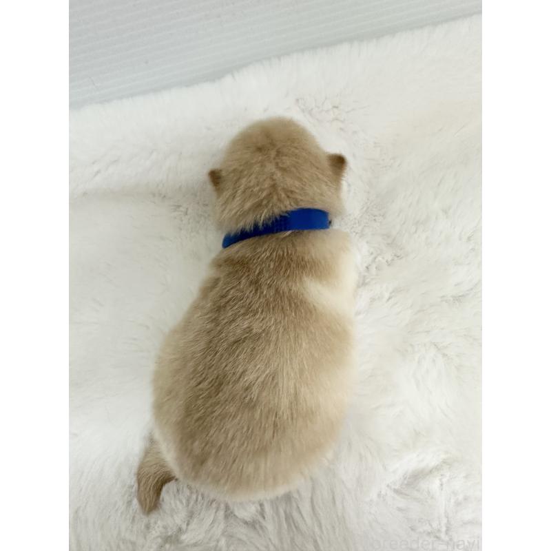 販売中の福岡県のミックス犬-439267の14枚目