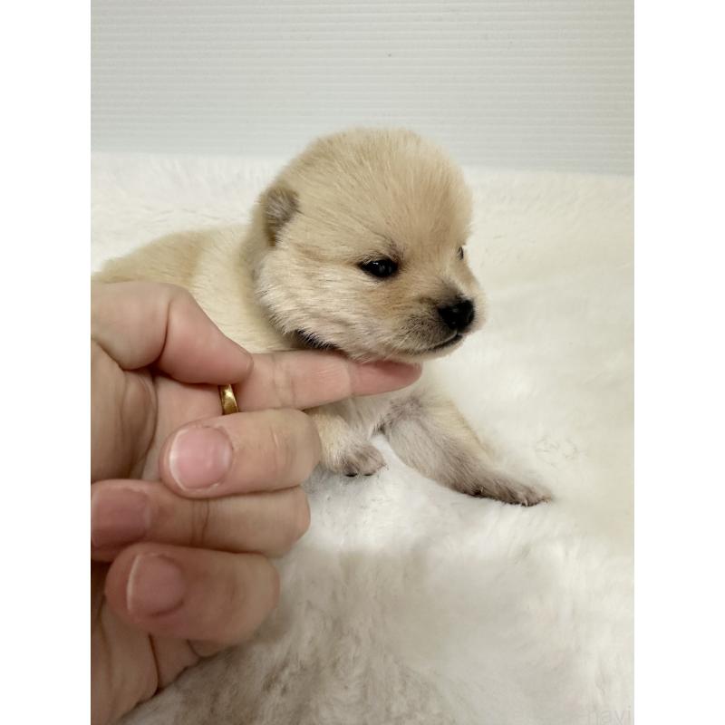 販売中の福岡県のミックス犬-439267の13枚目