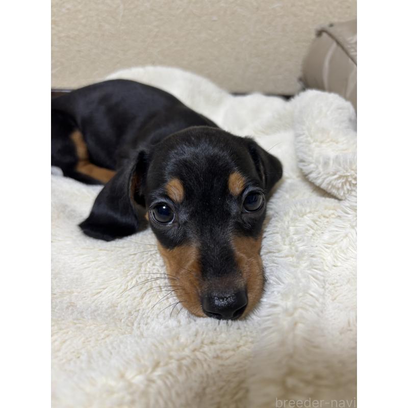 販売中の茨城県のミニチュアダックスフンド(スムースヘアード)-440537