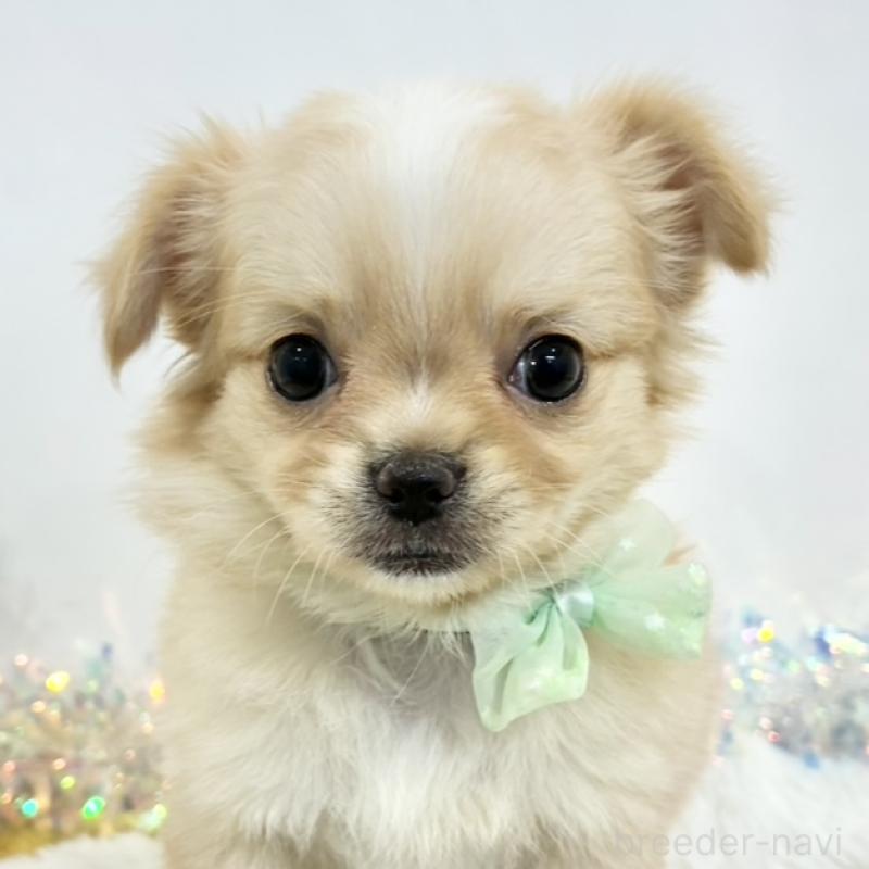 販売中の岐阜県のチワワ(ロングコート)-441420