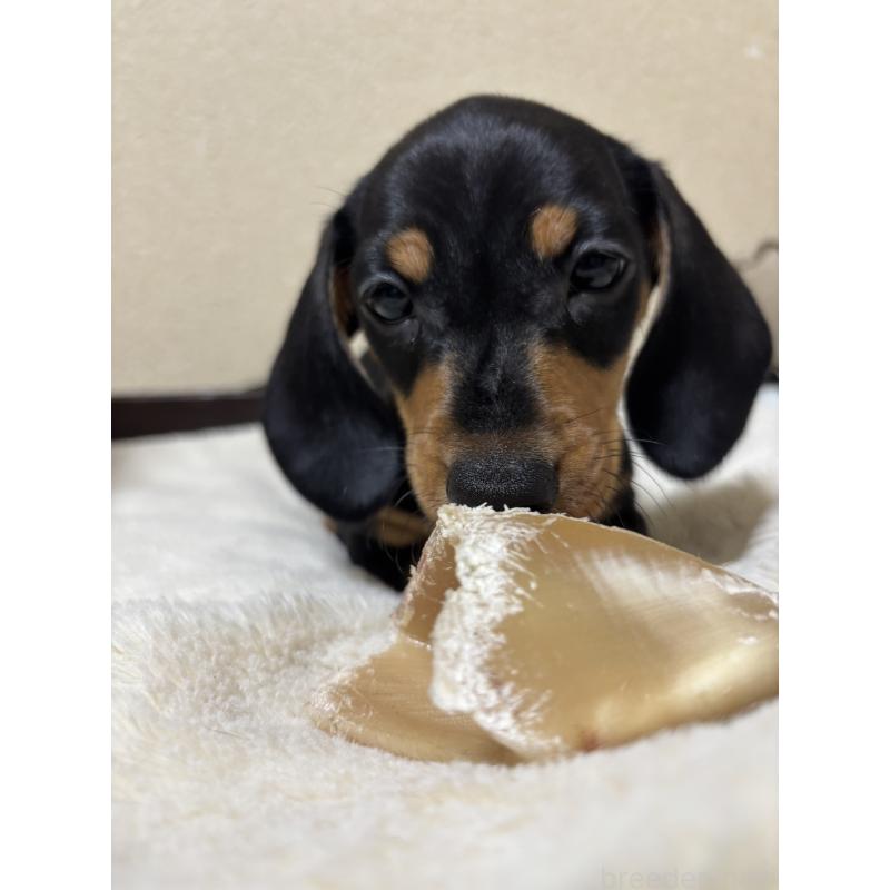 販売中の茨城県のミニチュアダックスフンド(スムースヘアード)-440540