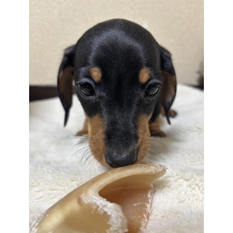 販売中の茨城県のミニチュアダックスフンド(スムースヘアード)-440538