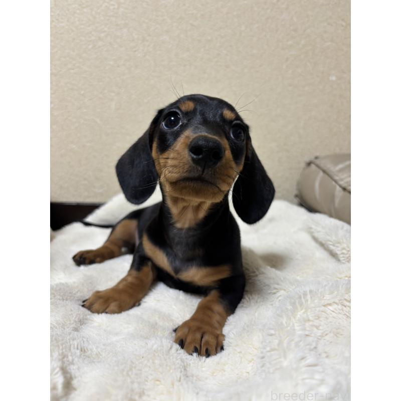 販売中の茨城県のミニチュアダックスフンド(スムースヘアード)-440539