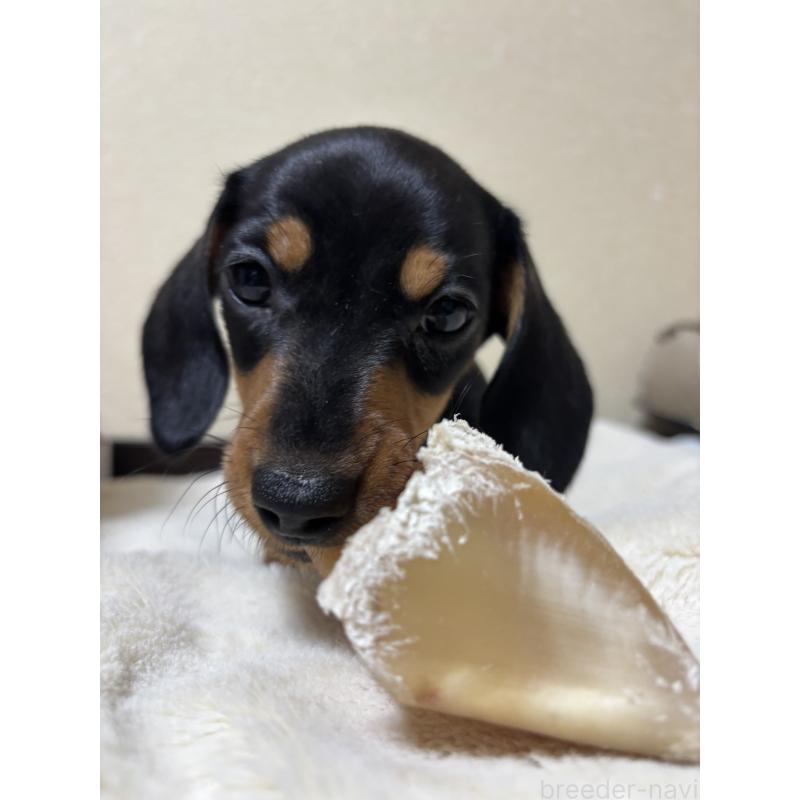 販売中の茨城県のミニチュアダックスフンド(スムースヘアード)-440539の7枚目