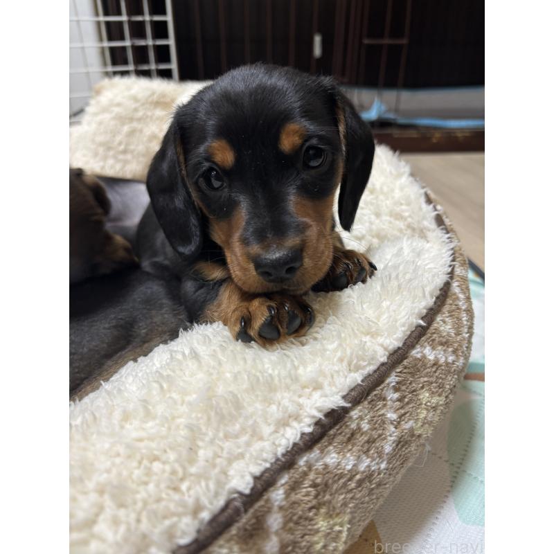 販売中ののミニチュアダックスフンド(スムースヘアード)-441426