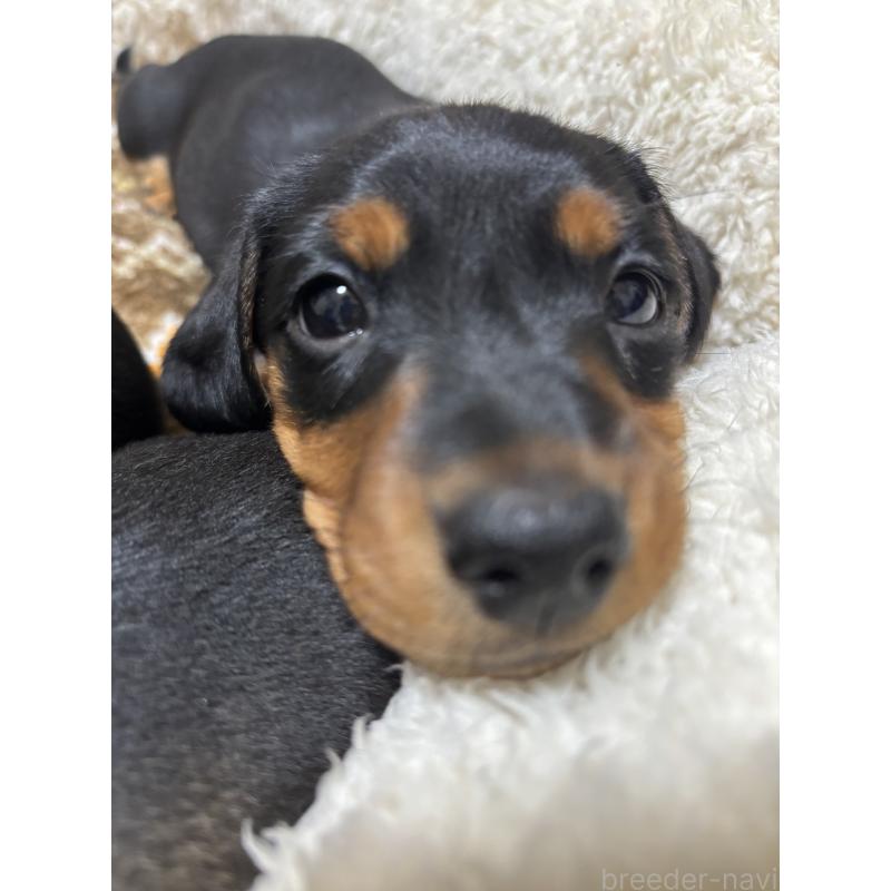 販売中の茨城県のミニチュアダックスフンド(スムースヘアード)-441426の5枚目