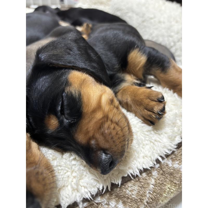 販売中の茨城県のミニチュアダックスフンド(スムースヘアード)-441426の4枚目