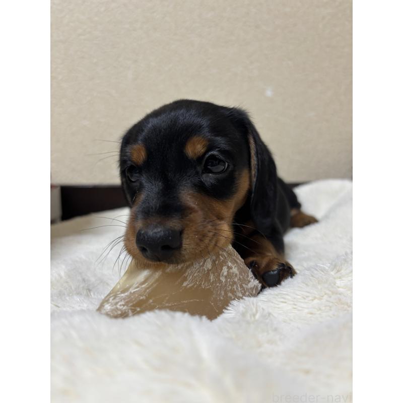 販売中の茨城県のミニチュアダックスフンド(スムースヘアード)-441426の2枚目