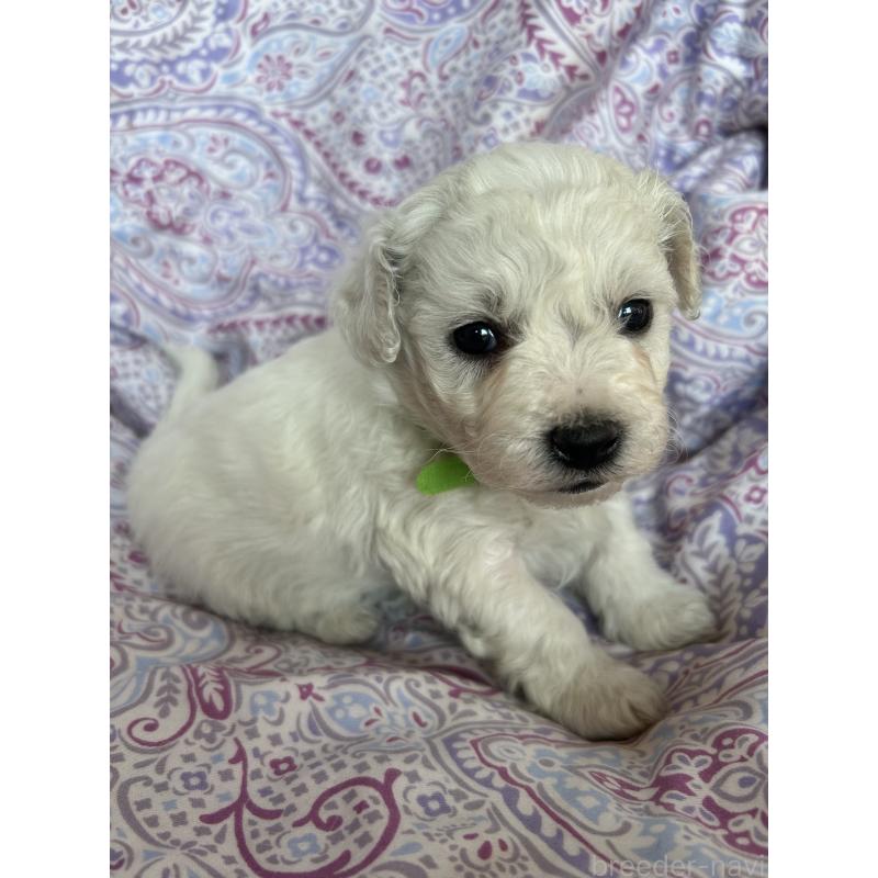 販売中の愛知県のビションフリーゼ-441422