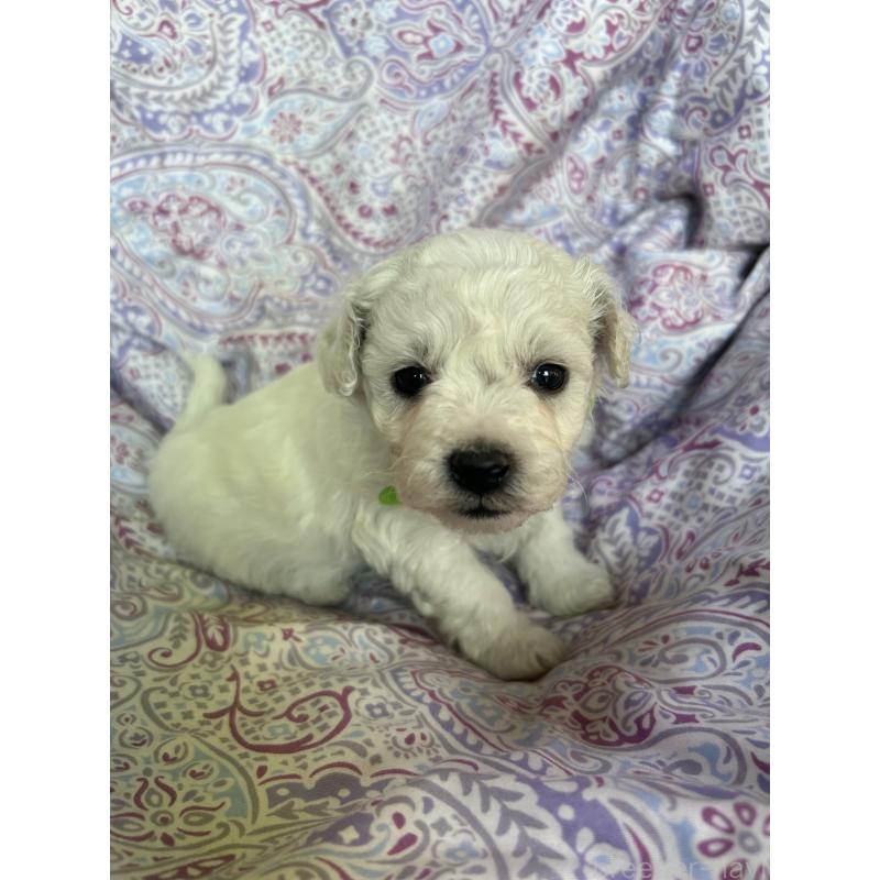 販売中の愛知県のビションフリーゼ-441422の5枚目