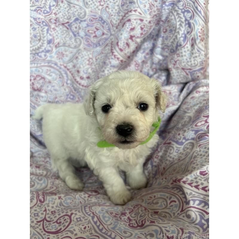 販売中の愛知県のビションフリーゼ-441422の4枚目