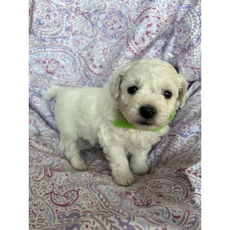 販売中の愛知県のビションフリーゼ-441422の3枚目