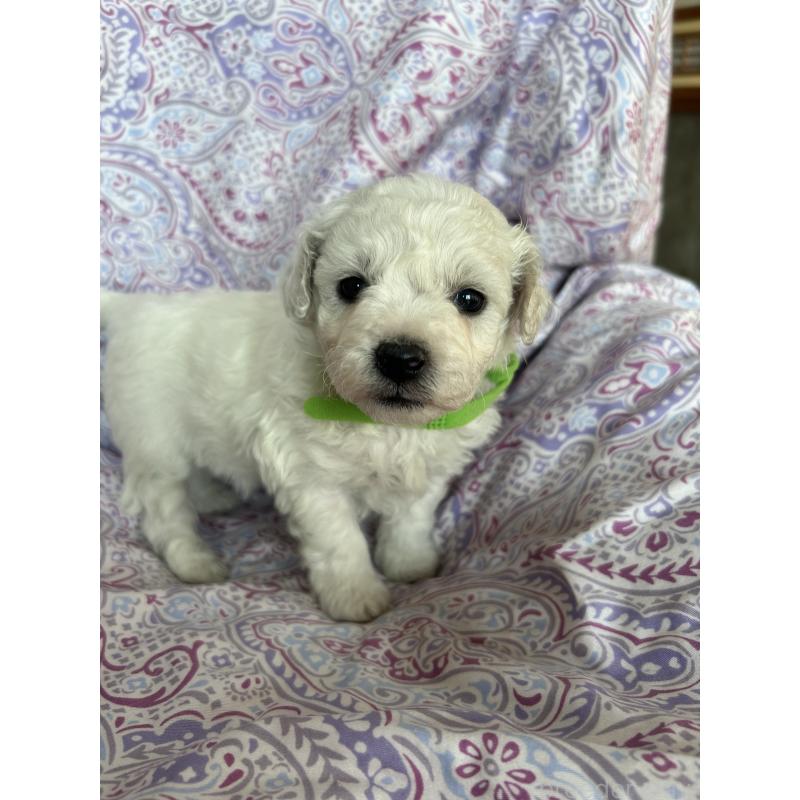 販売中の愛知県のビションフリーゼ-441422の2枚目