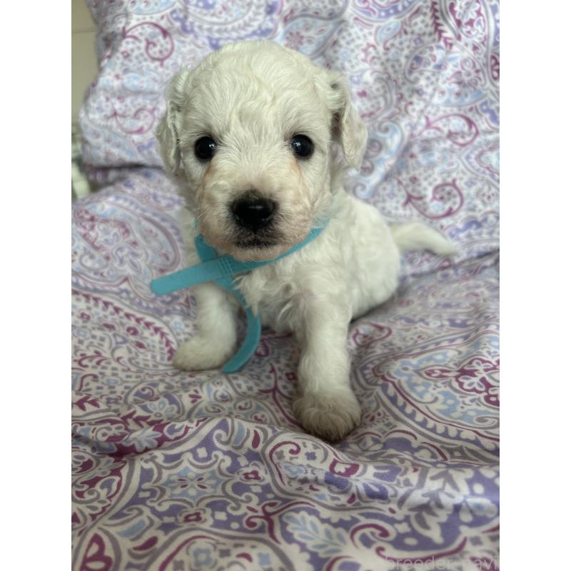 販売中の愛知県のビションフリーゼ-441423