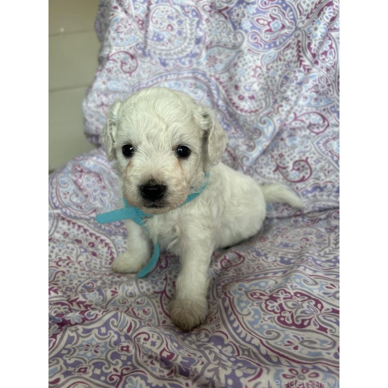 販売中の愛知県のビションフリーゼ-441423の5枚目