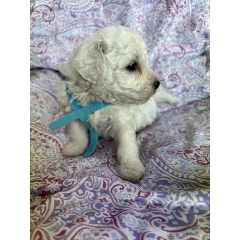 販売中の愛知県のビションフリーゼ-441423の4枚目