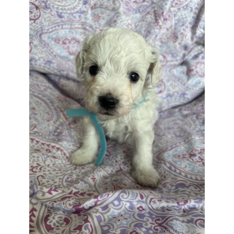 販売中の愛知県のビションフリーゼ-441423の3枚目