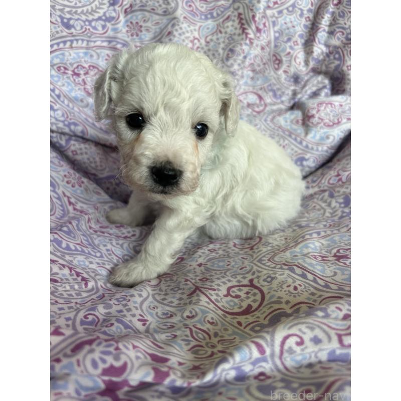 販売中の愛知県のビションフリーゼ-441423の2枚目