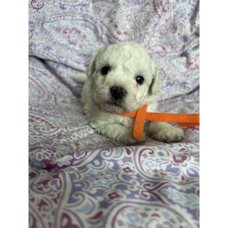 販売中の愛知県のビションフリーゼ-441424の5枚目