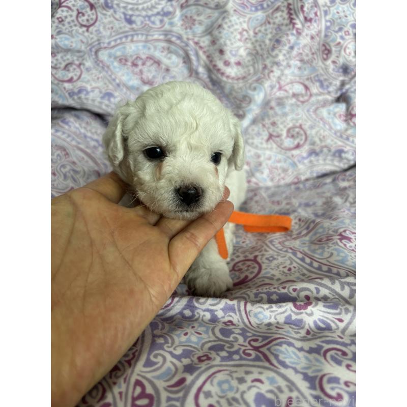 販売中の愛知県のビションフリーゼ-441424の4枚目