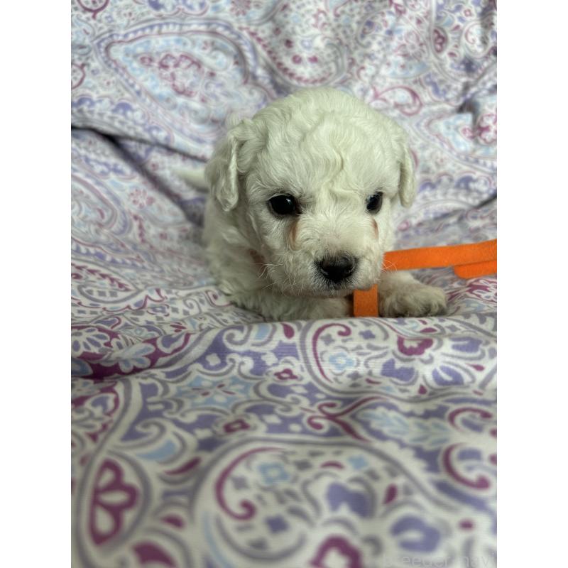 販売中の愛知県のビションフリーゼ-441424の3枚目