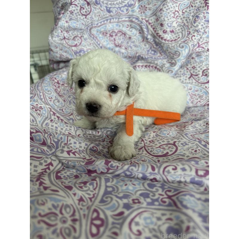 販売中の愛知県のビションフリーゼ-441424の2枚目