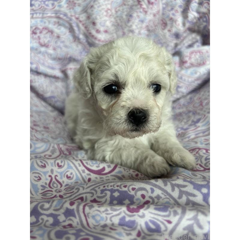 販売中の愛知県のビションフリーゼ-441425の1枚目