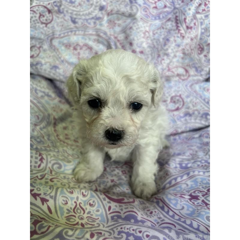 販売中の愛知県のビションフリーゼ-441425の5枚目