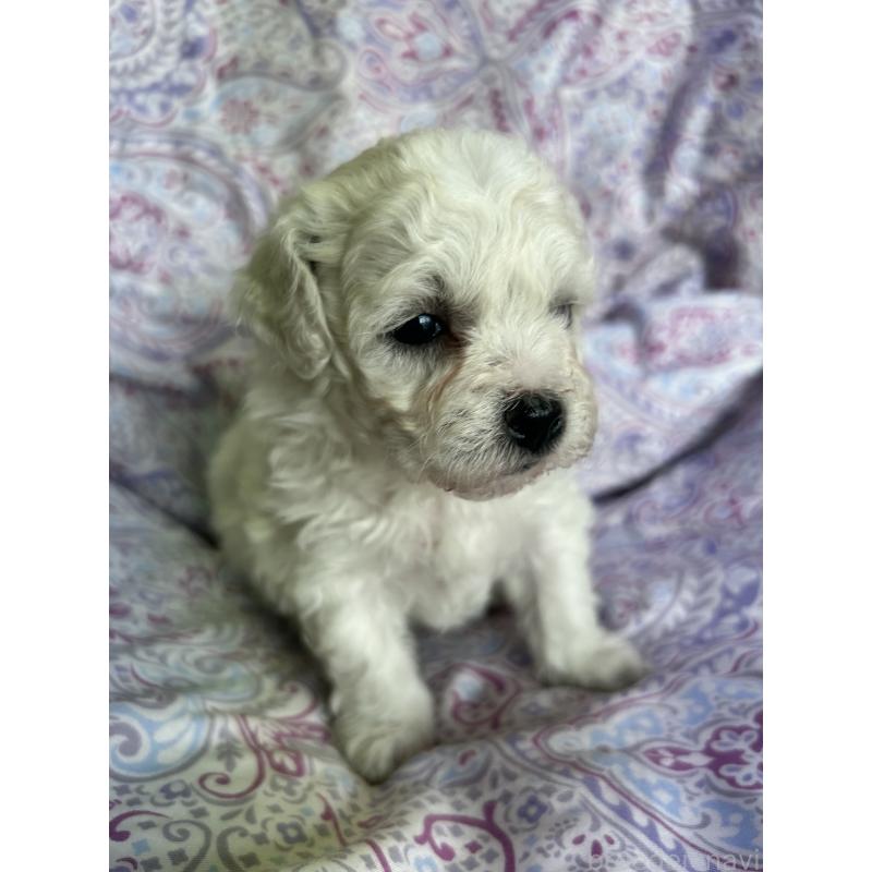 販売中の愛知県のビションフリーゼ-441425の4枚目