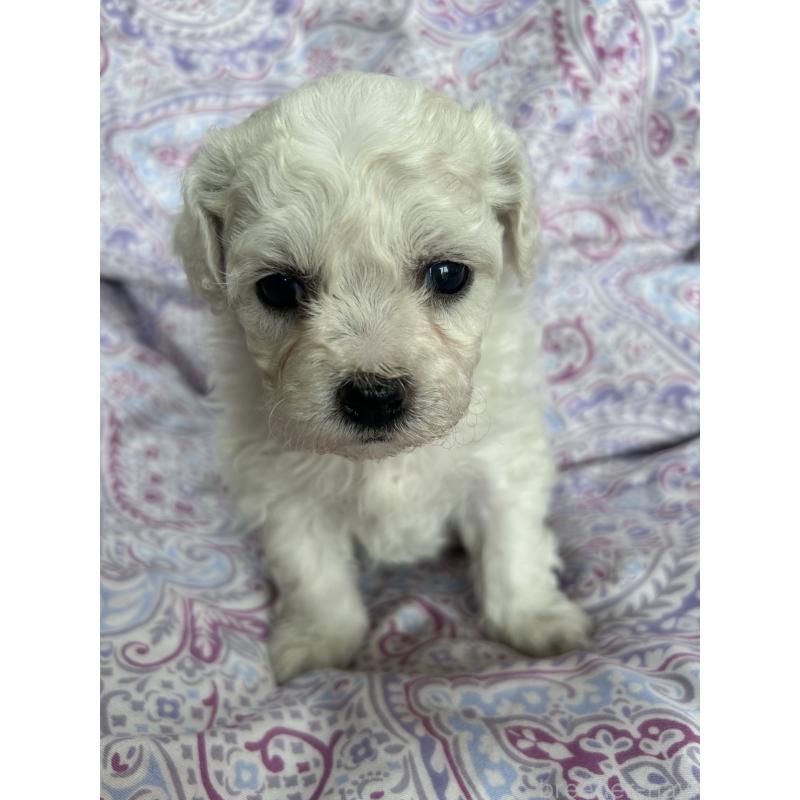 販売中の愛知県のビションフリーゼ-441425の3枚目