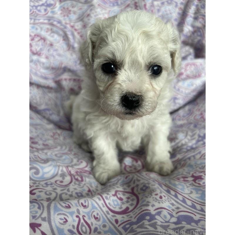 販売中の愛知県のビションフリーゼ-441425の2枚目