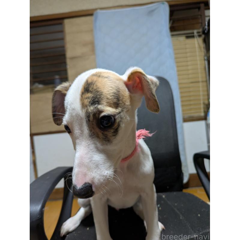 販売中の岐阜県のウィペット-441428の9枚目