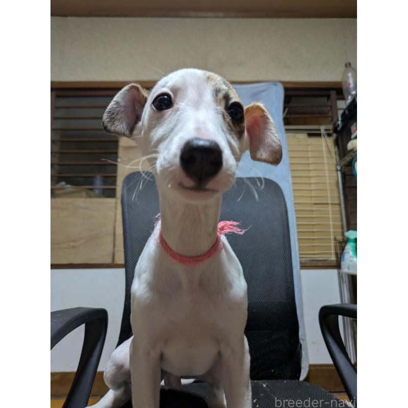 販売中の岐阜県のウィペット-441428の8枚目