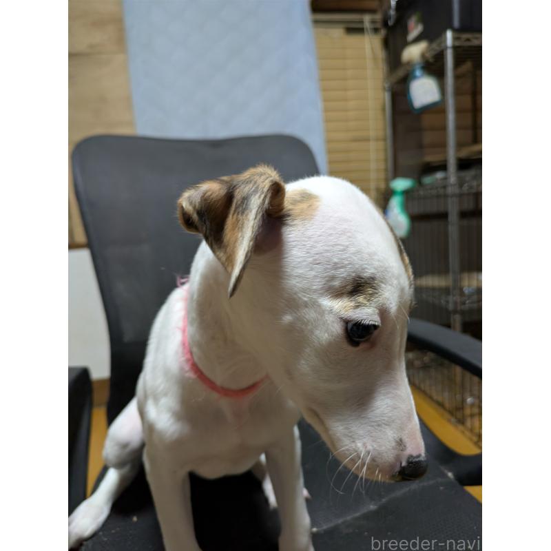 販売中の岐阜県のウィペット-441428の7枚目