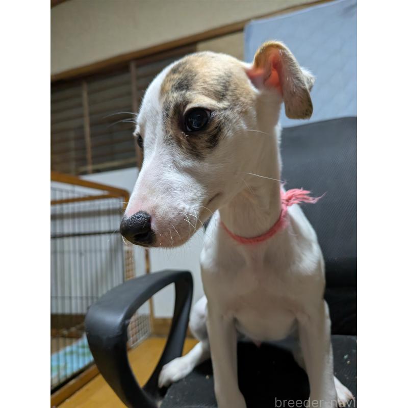 販売中の岐阜県のウィペット-441428の6枚目