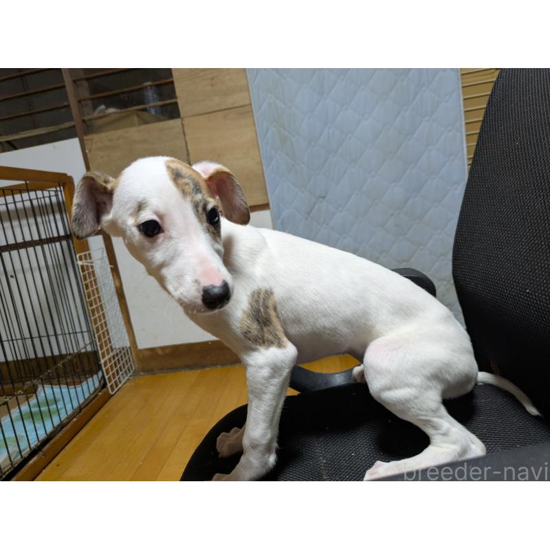 販売中の岐阜県のウィペット-441428の5枚目