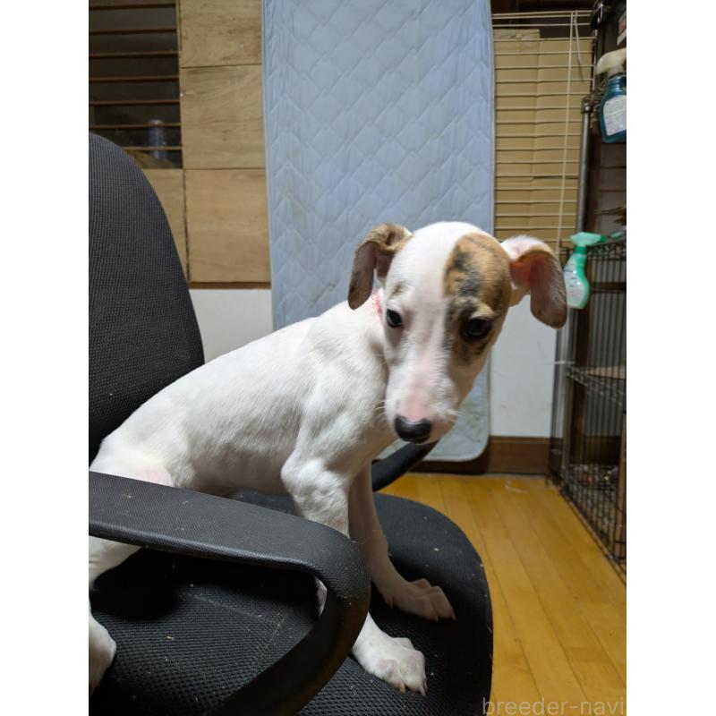 販売中の岐阜県のウィペット-441428の4枚目