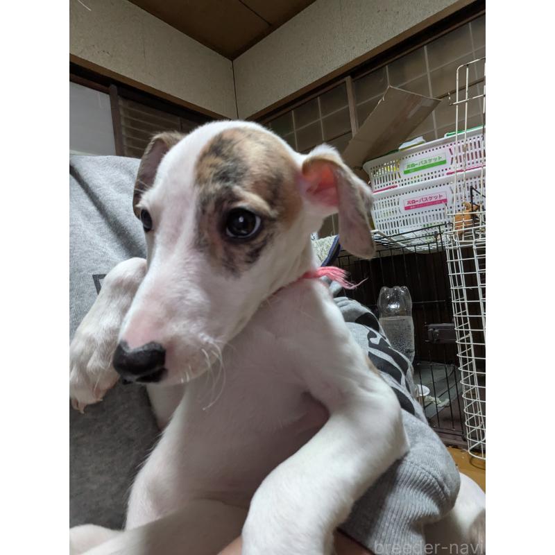 販売中の岐阜県のウィペット-441428の3枚目