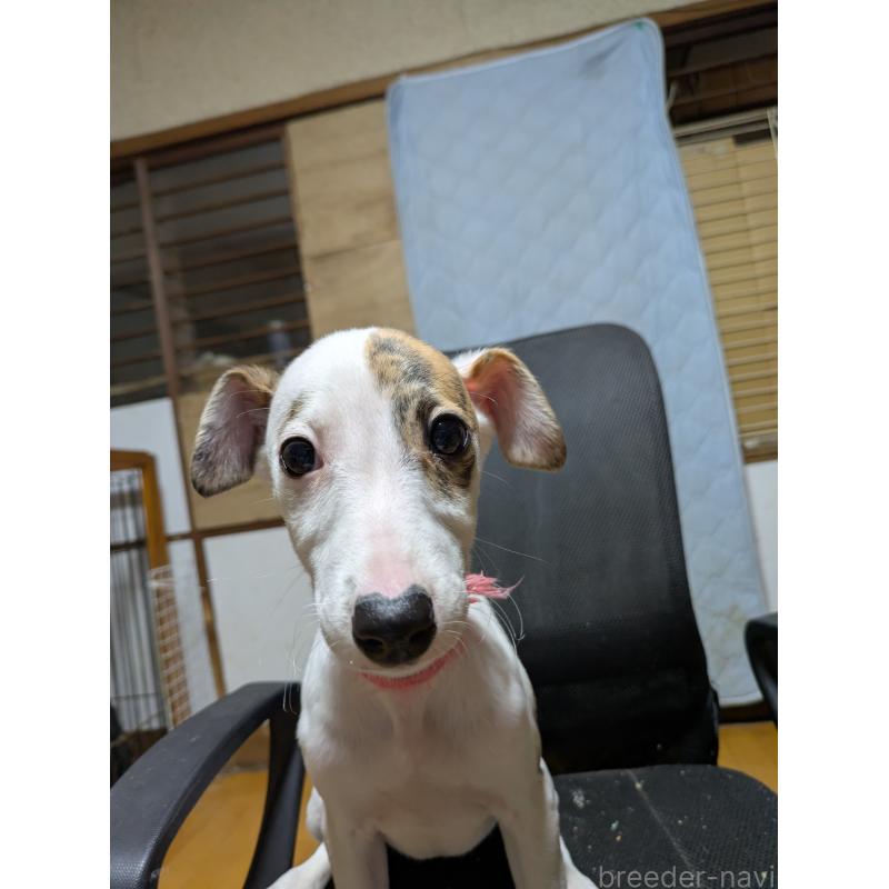 販売中の岐阜県のウィペット-441428の2枚目