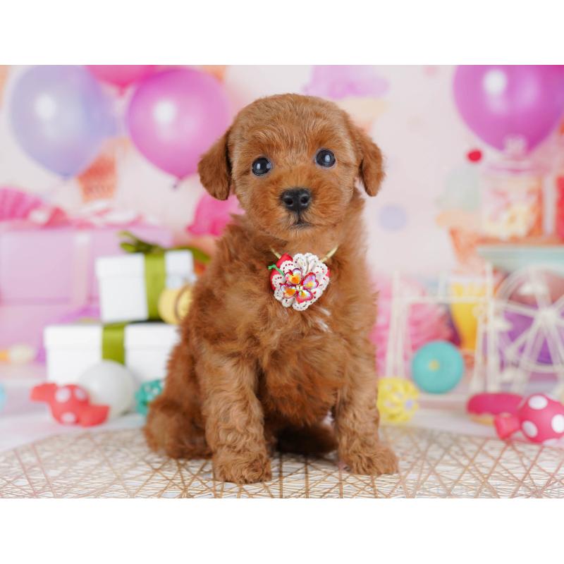 販売中の東京都のトイプードル-441429の1枚目